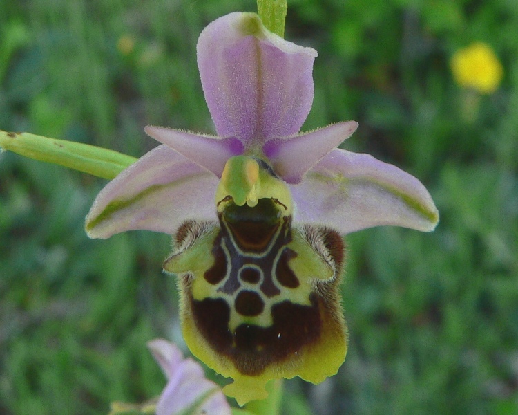 Ophrys fuciflora:  che strane !!!